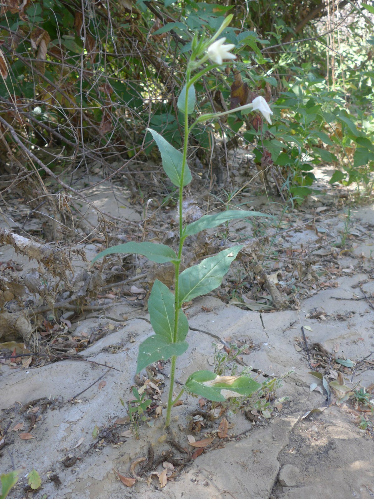 High Resolution Nicotiana quadrivalvis Plant